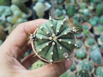 Close-up of hand holding succulent plant