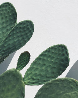 High angle view of succulent plant