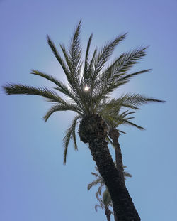 Low angle view of palm tree against blue sky