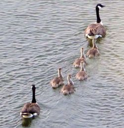 High angle view of ducks in water