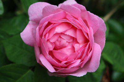 Close-up of pink rose