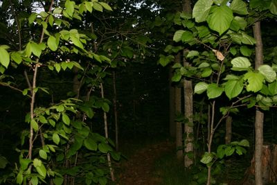 Plants growing on tree