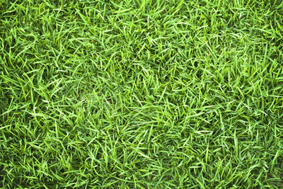 Full frame shot of grass on field