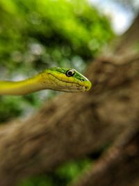 Close-up of lizard on leaf