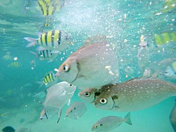 Fish swimming in sea