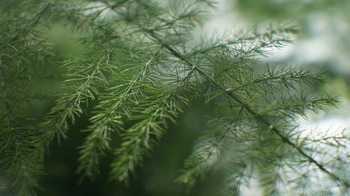 Close-up of pine tree