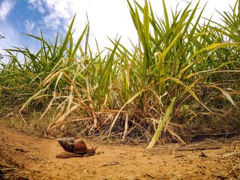 View of crab on field