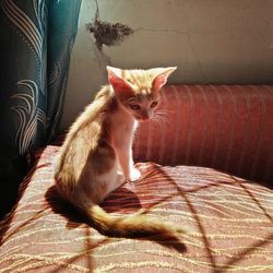 Cat sitting on bed at home