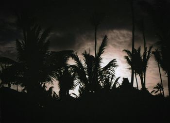 Silhouette palm trees against sky at night