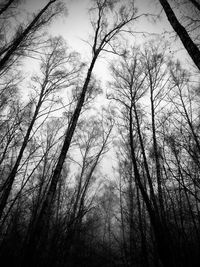 Low angle view of bare trees in forest