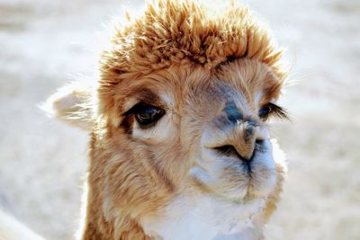 Close-up portrait of llama