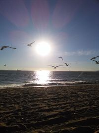 Seagull flying over beach against sky