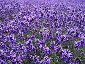 Full frame shot of purple flowering plants on field