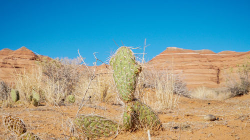 Plants growing on land against clear blue sky