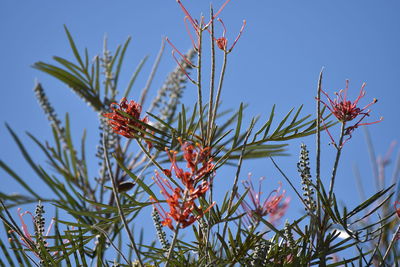 Low angle view of red flowers against blue sky