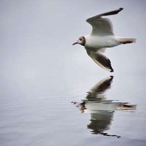 Bird flying over lake against sky