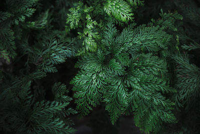 High angle view of pine tree