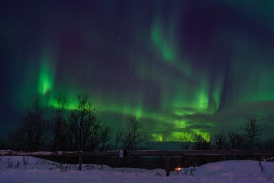 Trees against sky during winter at night