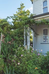 Flowering plants and trees by building in yard