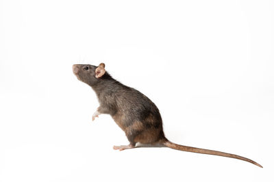 animal