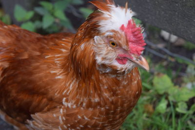 Close-up of rooster