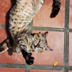 High angle portrait of cat relaxing on floor