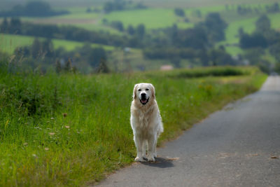 Dog standing on road amidst field