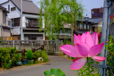 Close-up of pink lotus water lily