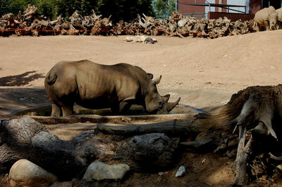 Rhinoceros by wood on field at zoo