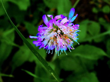 Close-up of purple flowers blooming