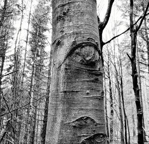 Low angle view of trees in forest