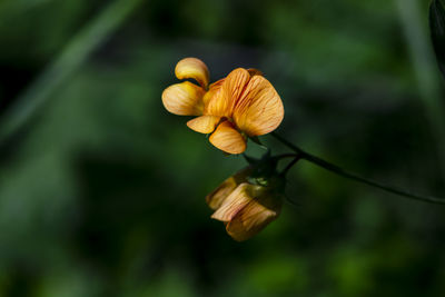 Close-up of the wild pea bloom   in northern israel