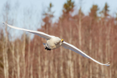 Bird flying over a blurred background