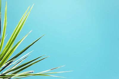 Plants against clear blue sky