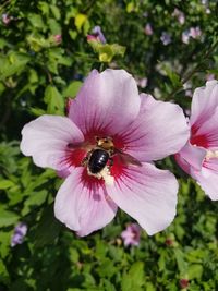 Close-up of bee on pink flower