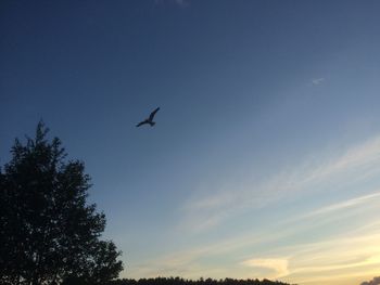 Low angle view of trees against sky