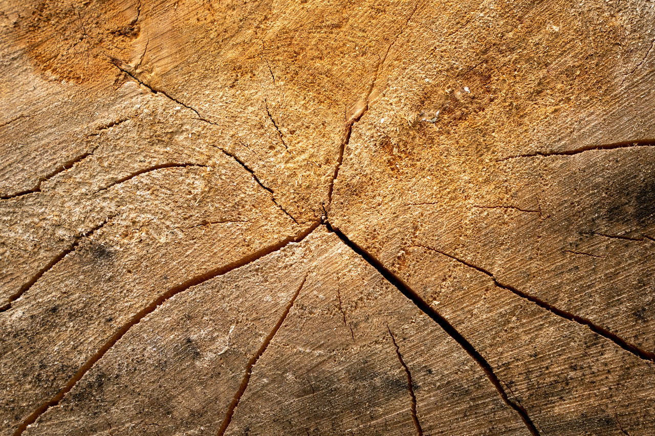 FULL FRAME SHOT OF CRACKED TREE TRUNK