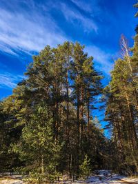 Low angle view of trees against blue sky