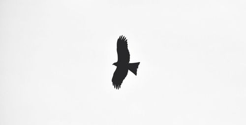 Low angle view of seagull flying against clear sky