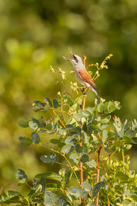 Close-up of bird perching on plant