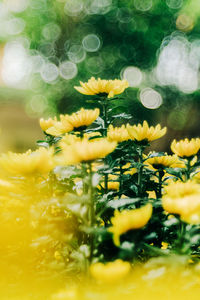 Close-up of yellow flowering plant