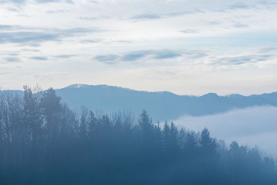 Trees in forest against sky