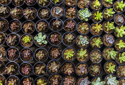 Full frame shot of succulent plants for sale