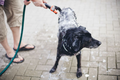 Low section of person washing dog on street