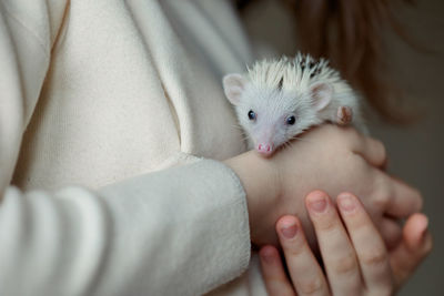 Girl holds cute hedgehog in her hands. portrait of pretty curious muzzle of animal. atelerix, africa