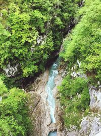 Scenic view of river amidst trees in forest