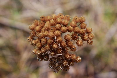 Close-up of flower against blurred background