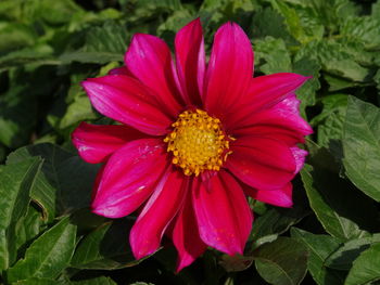 Close-up of pink flower blooming outdoors