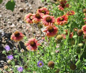 Close-up of flowering plants on field