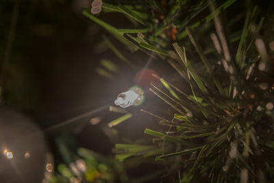 High angle view of wet plant